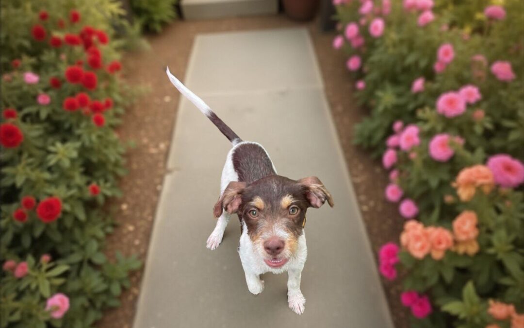 Pura – Adoption Pending