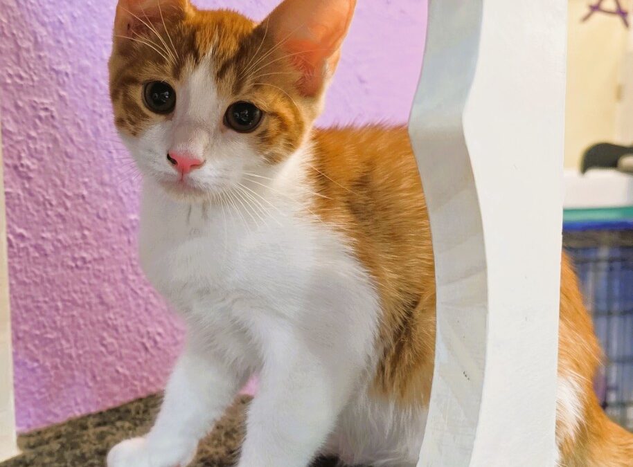 Astin – Adoption Pending!