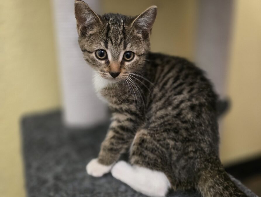 Rune – Adoption Pending!