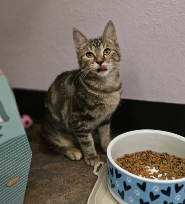 Sedona – Adoption Pending!