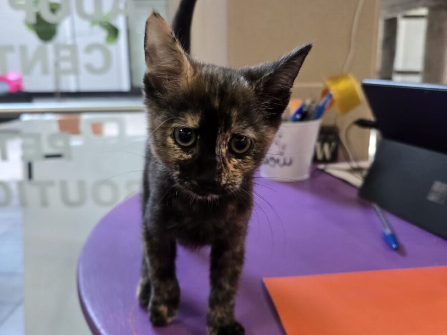 Valerie – Adoption Pending!