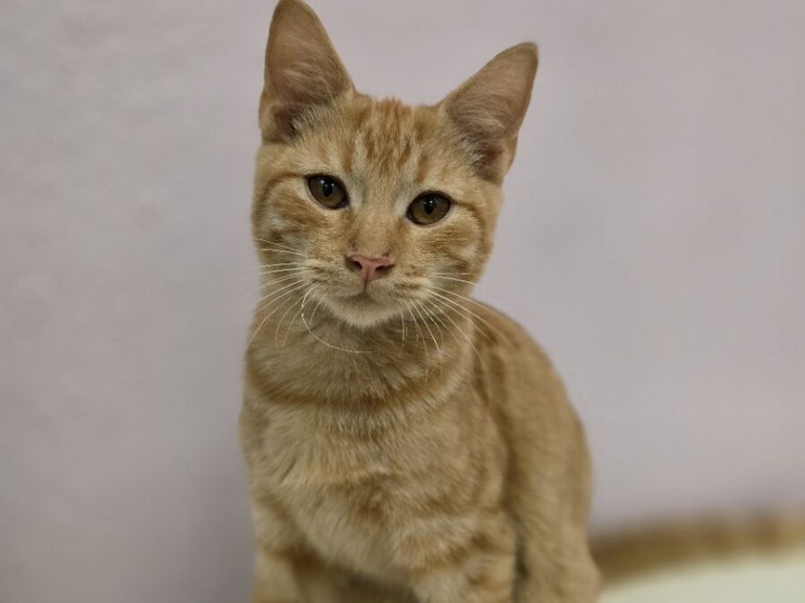 Wyoming – Adoption Pending!