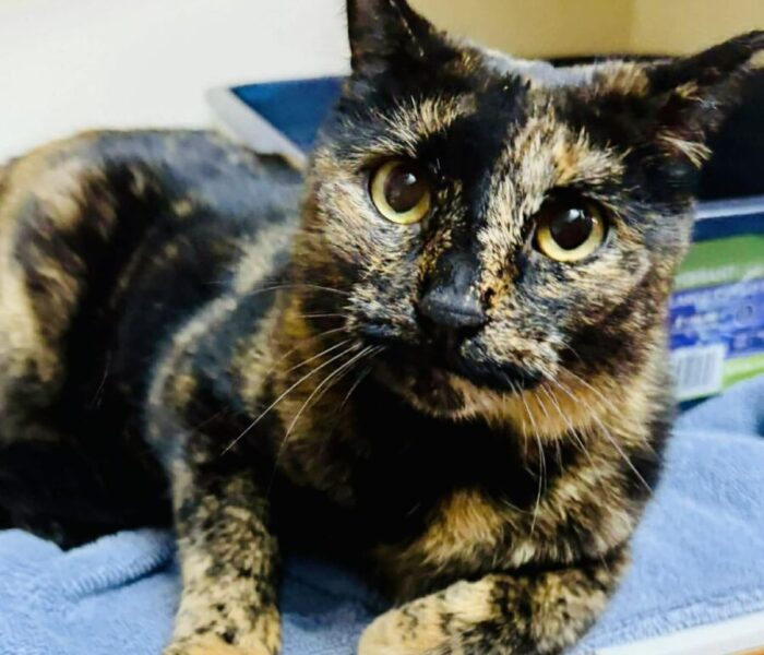 74cfadb7-4181-4312-8aa8-2b55a109a5a3