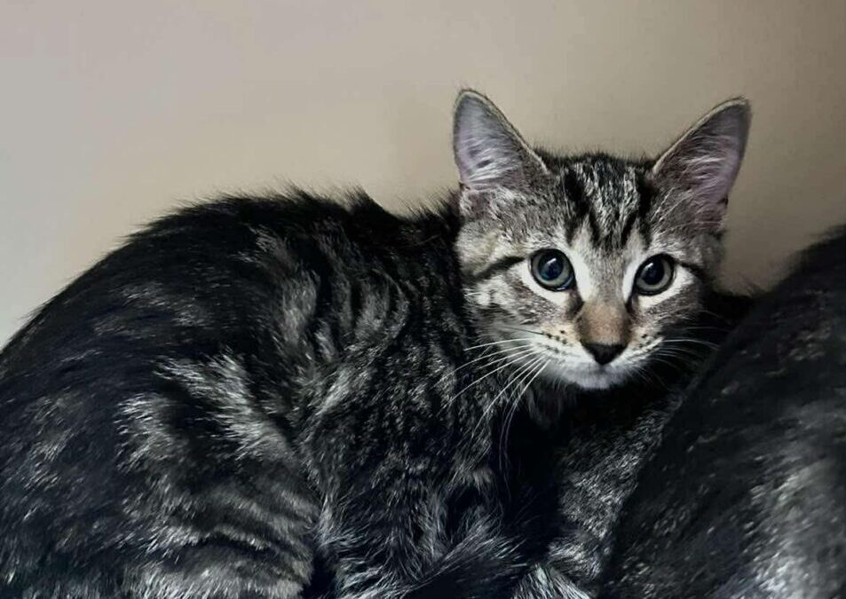 Asia- Adoption Pending!