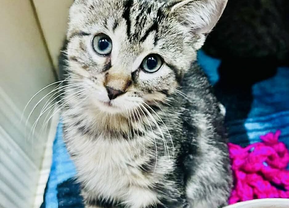 Butch- Adoption Pending!