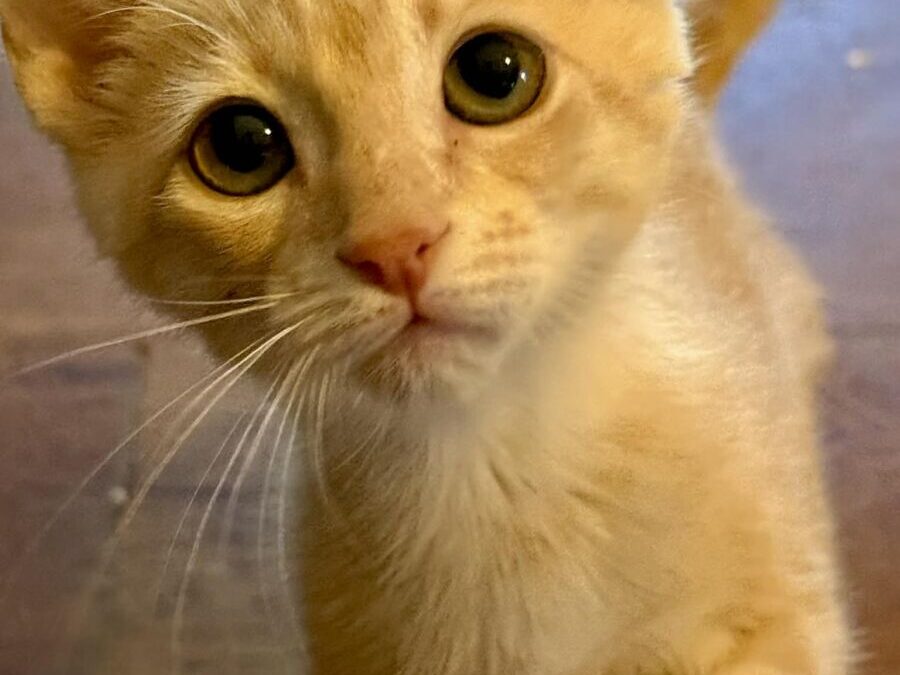 Clawdia – Adoption Pending!