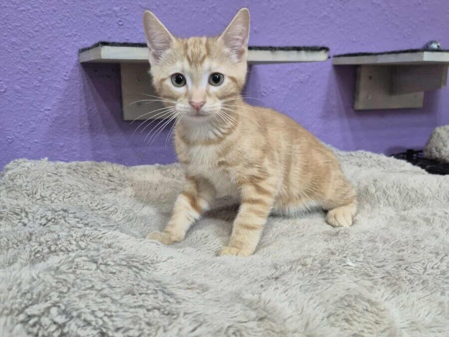 Dumpling – Adoption Pending!