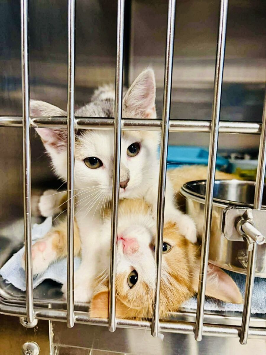 Ginger and Willow (1)