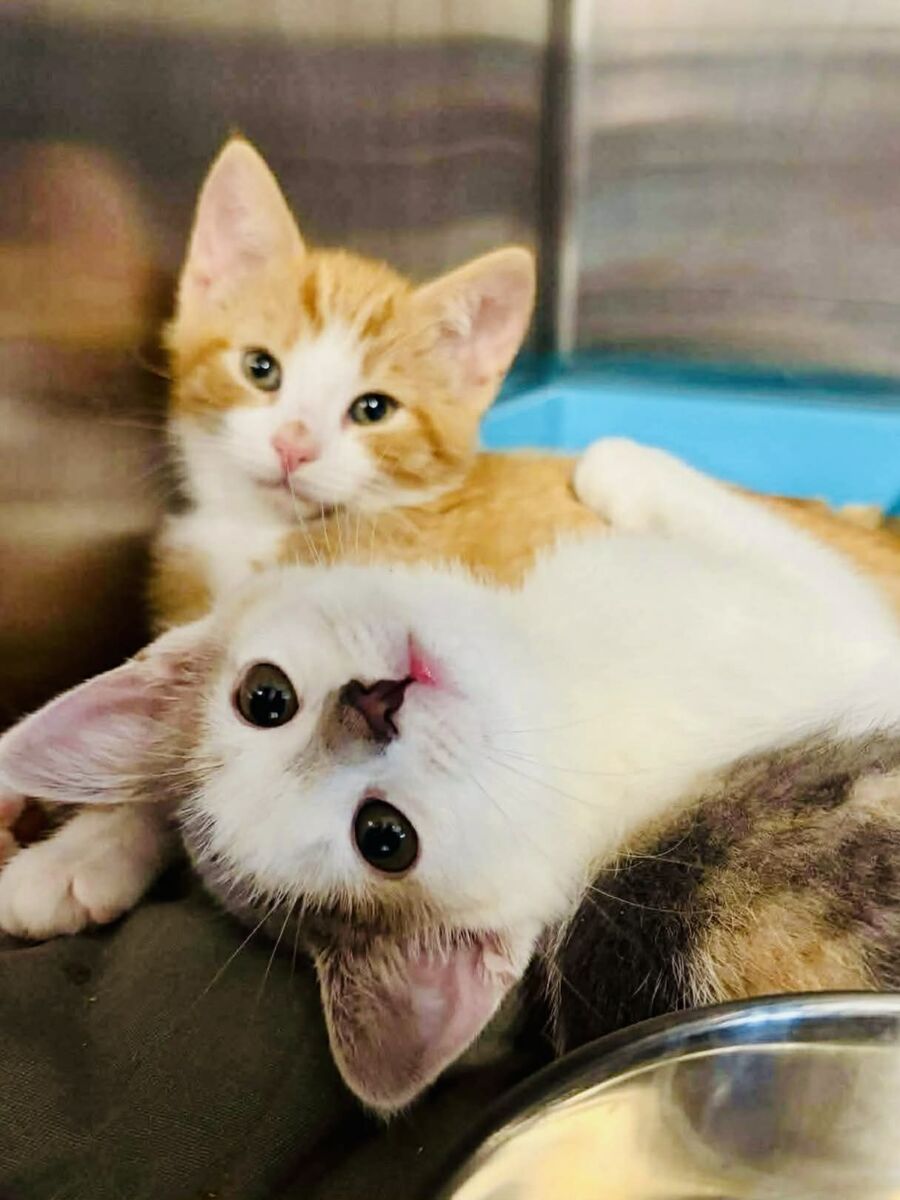 Ginger and Willow (2)