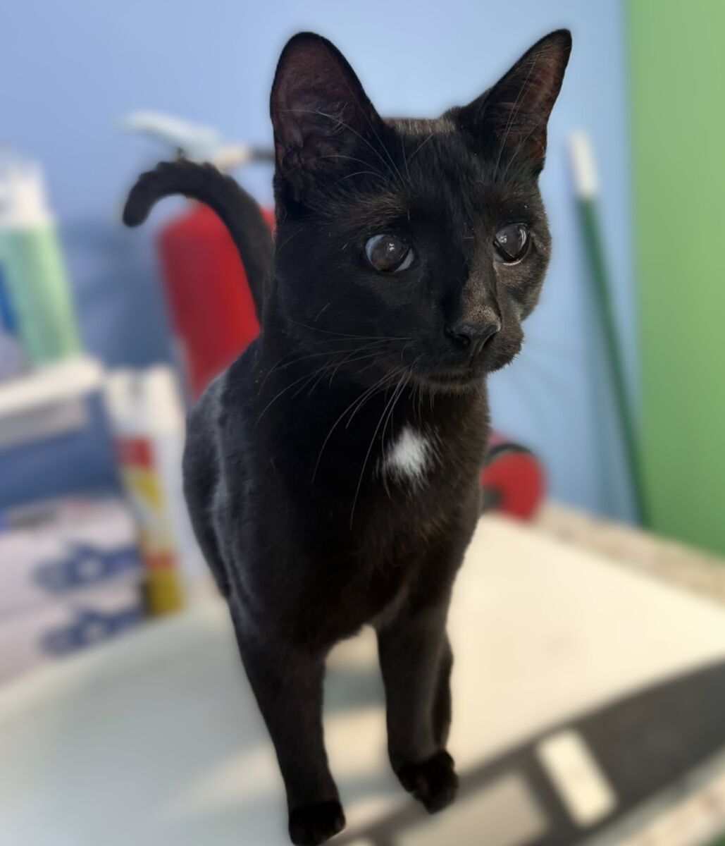 Little Tommy 1 close