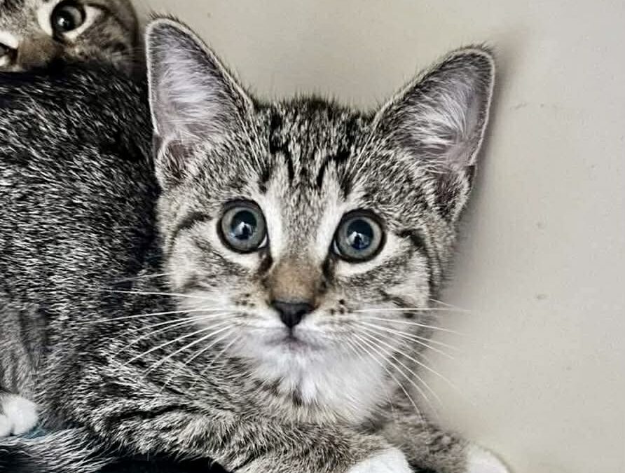 Opal- Adoption Pending!