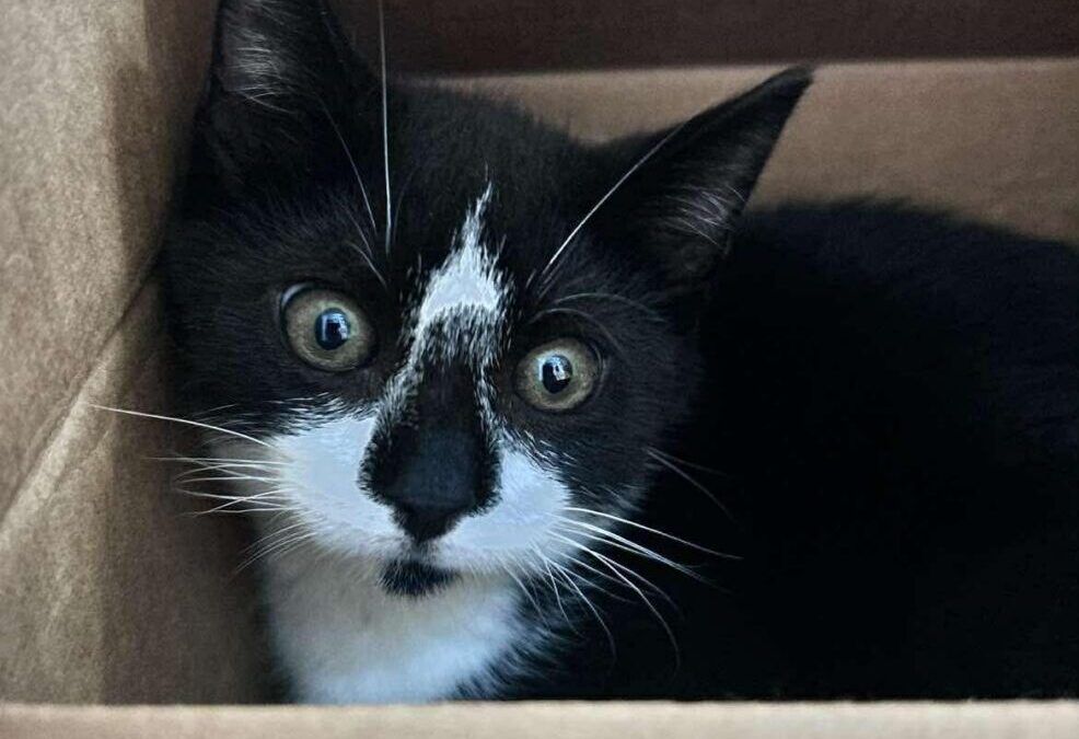 Smudge- Adoption Pending!