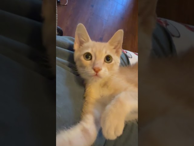 Clawdia - Purfect Orange