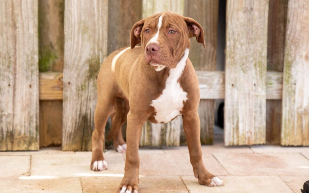 Antonio – Adoption Pending!