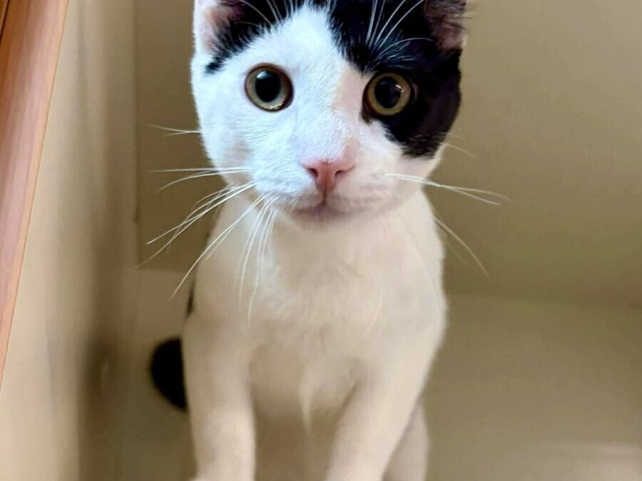 Art- Adoption Pending!