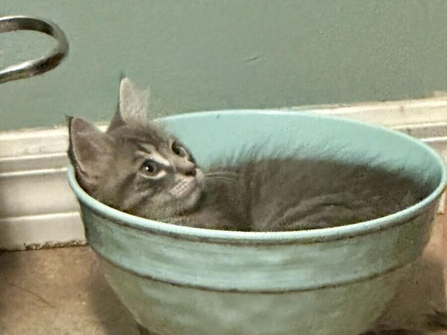 Cleo – Adoption Pending!