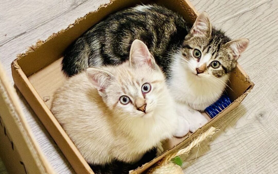 Cooper & Finn – Adoption Pending!