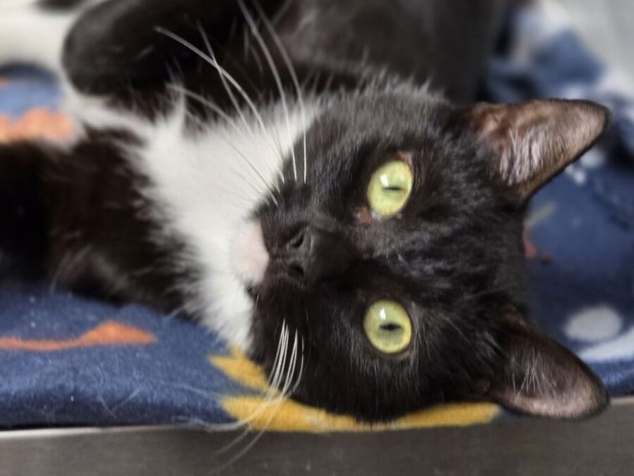 Faye – Adoption Pending!