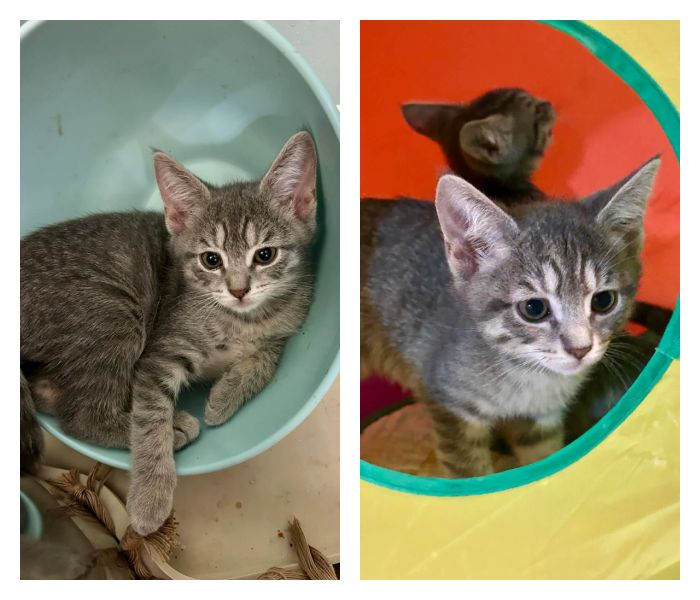 Kittens in Foster Care Gallery