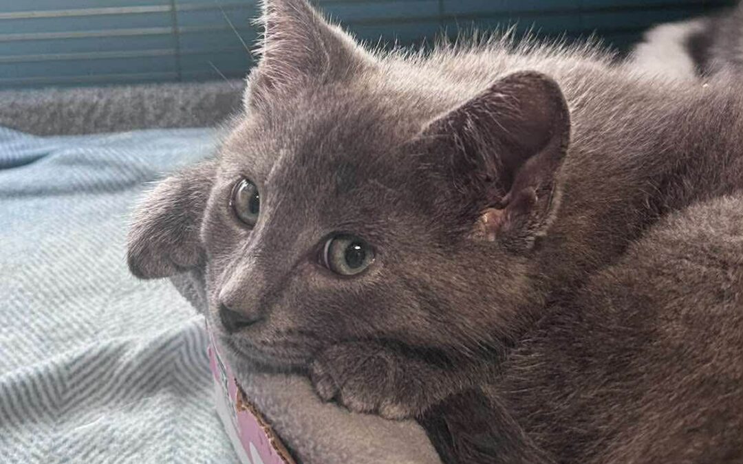 Shadow – Adoption Pending!