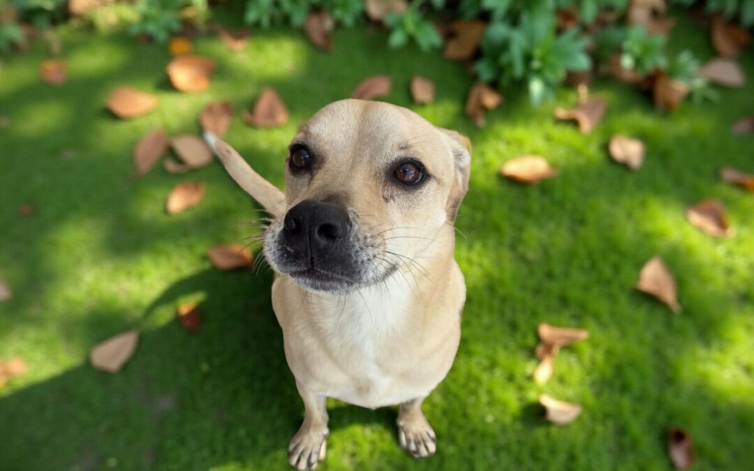 Watson – Adoption Pending!