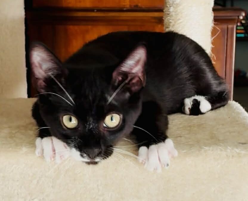 Willem – Adoption Pending!