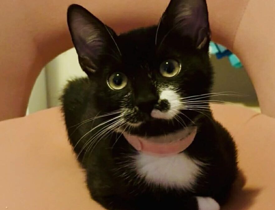 Winona – Adoption Pending!