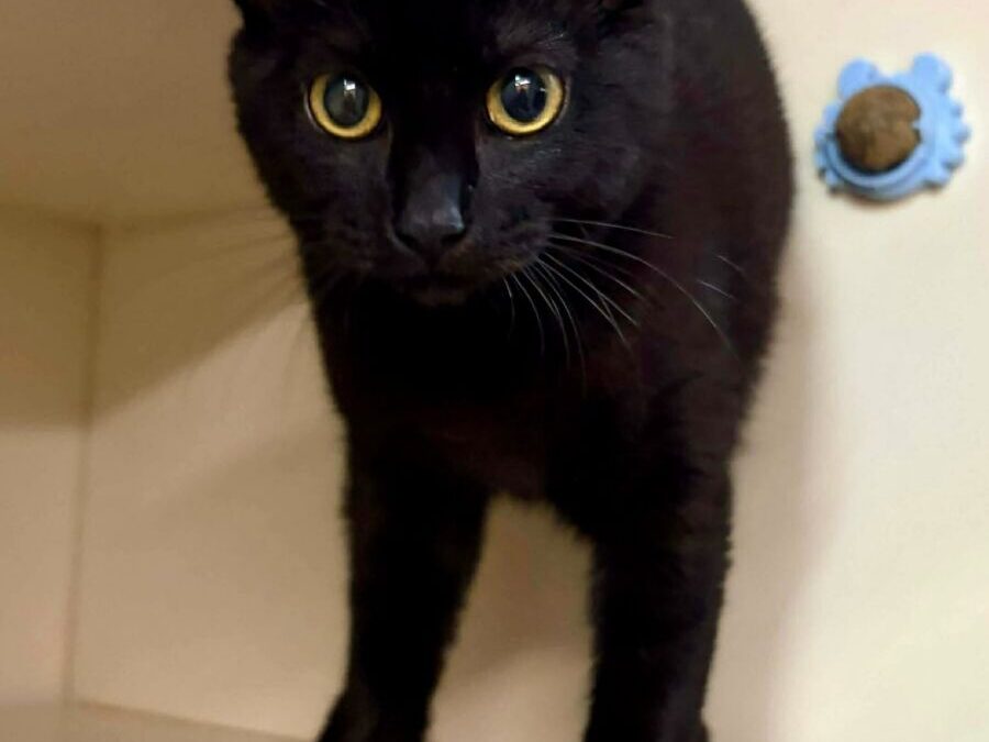 Kona – Adoption Pending!