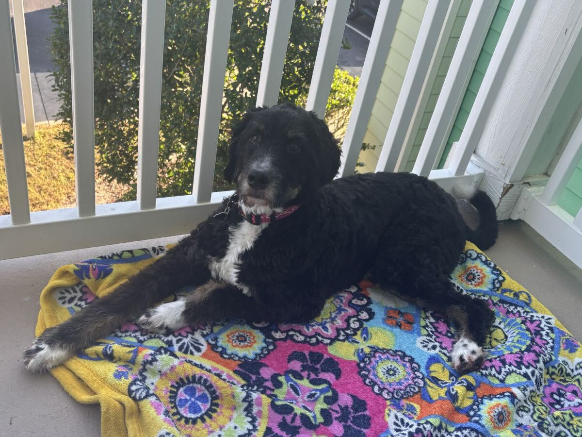 3124383IMG_17606993f63139715