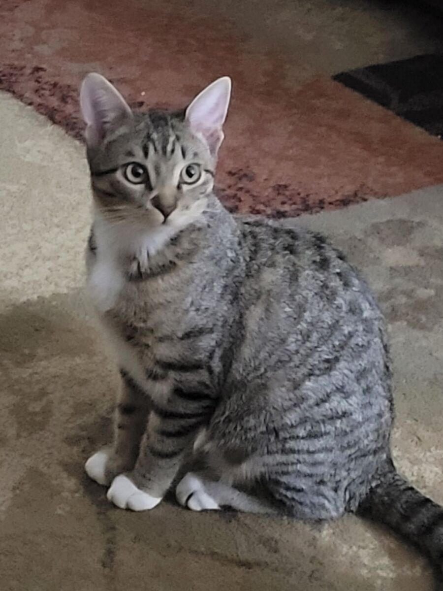 8668045FB_IMG_1770661975679698a28866d174