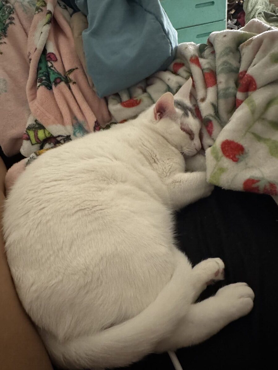 93ef1a1IMG_3855698bf89408fd6