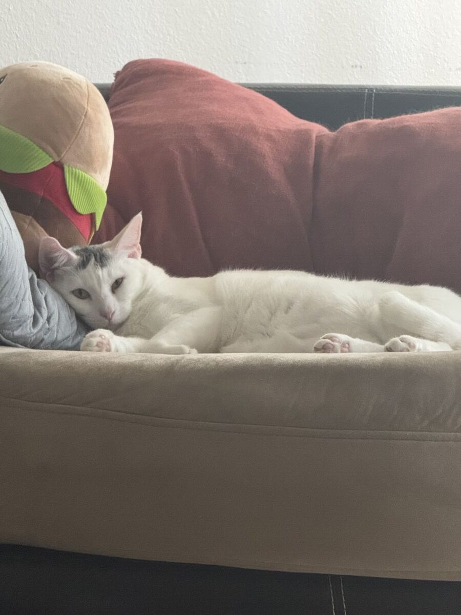 947505eIMG_1365698bf89480d1d