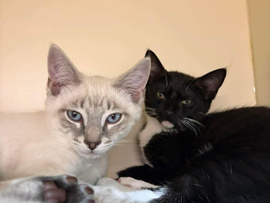 Charles & Oscar- Adoption Pending!