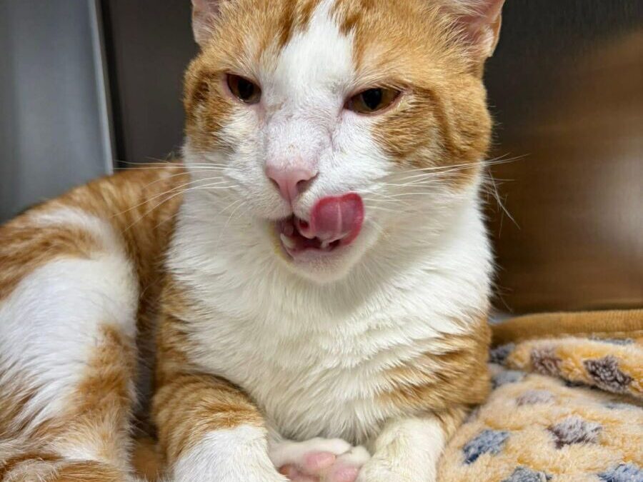 Leo- Adoption Pending!