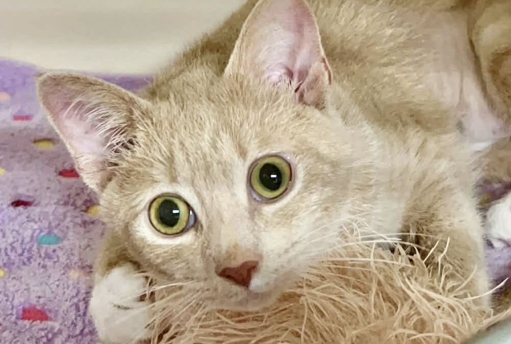 Loora- Adoption Pending!