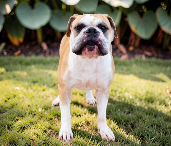 Macho man randy savage