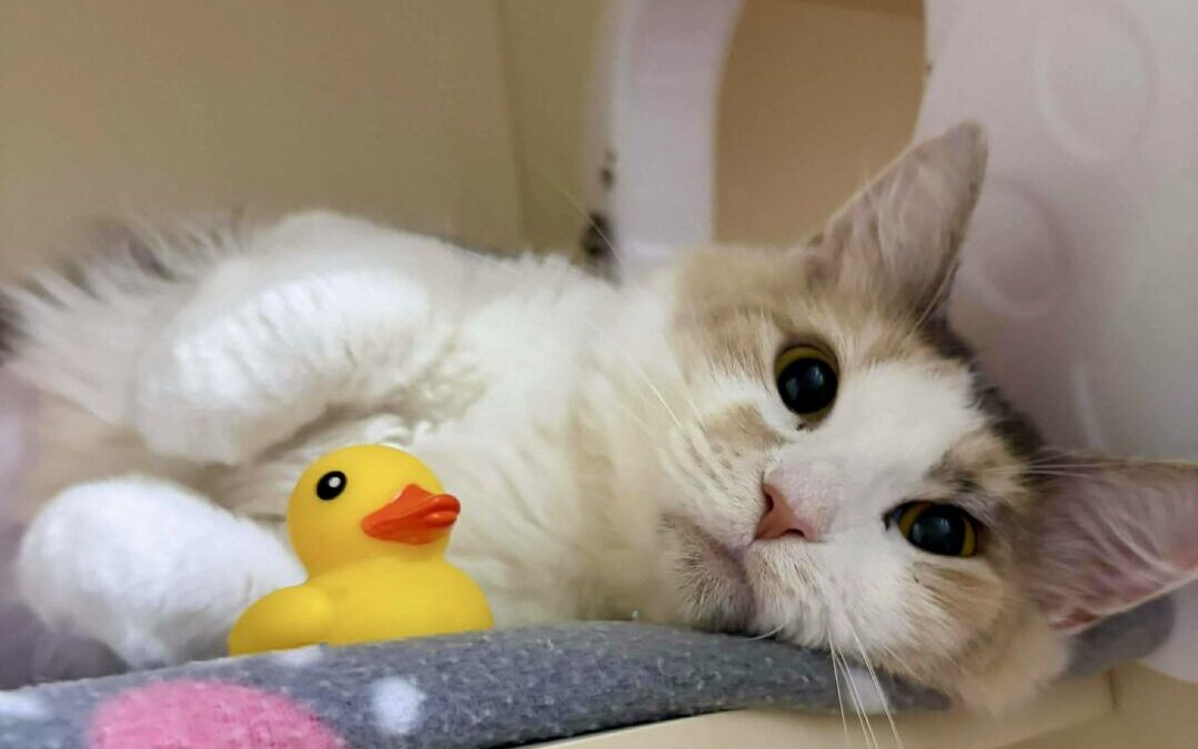 Miso- Adoption Pending!