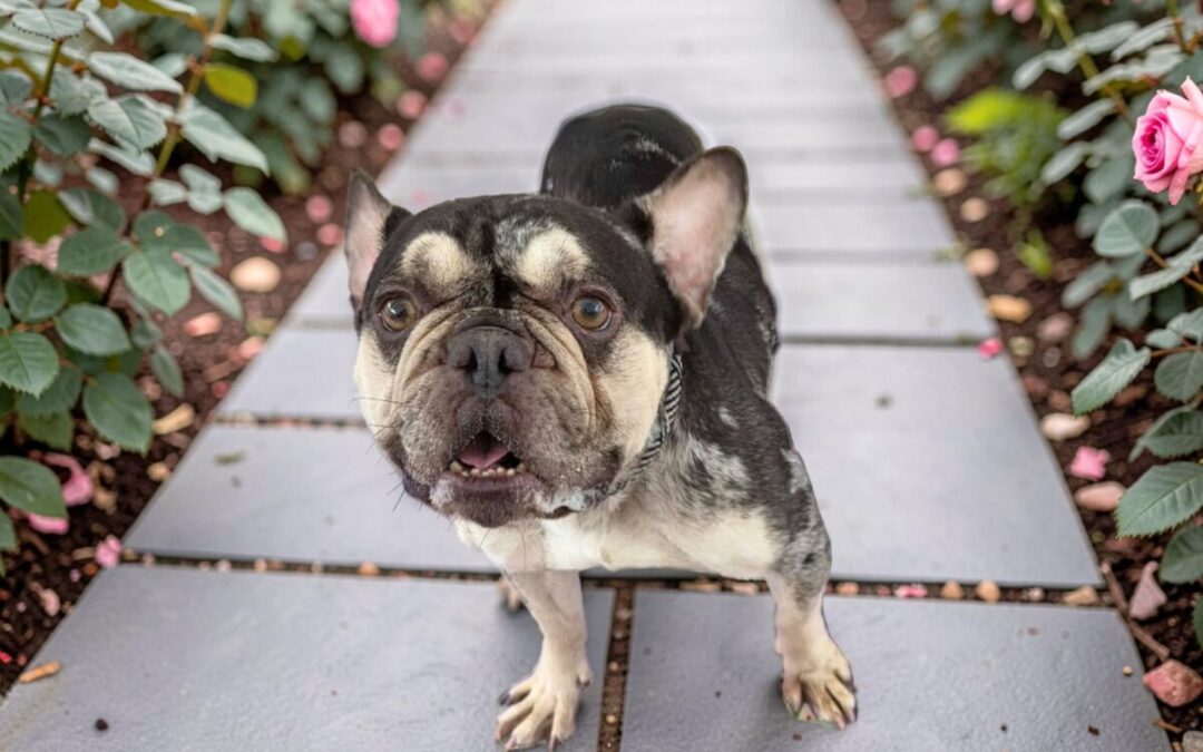 Speck- Adoption Pending!