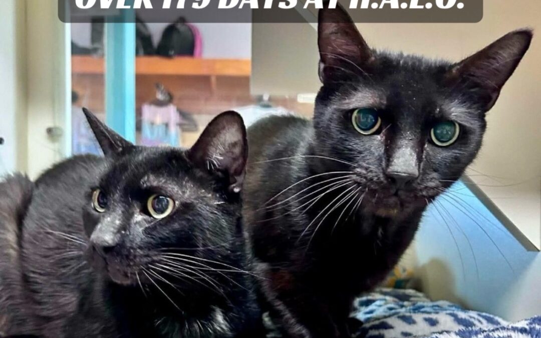 Midnight & Paco