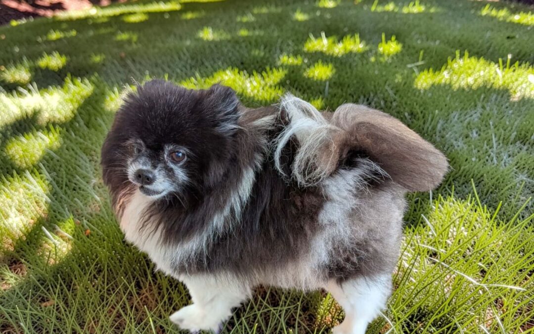 Tyme – Adoption Pending!