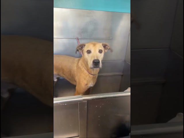 Bumble @ H.A.L.O. Rescue