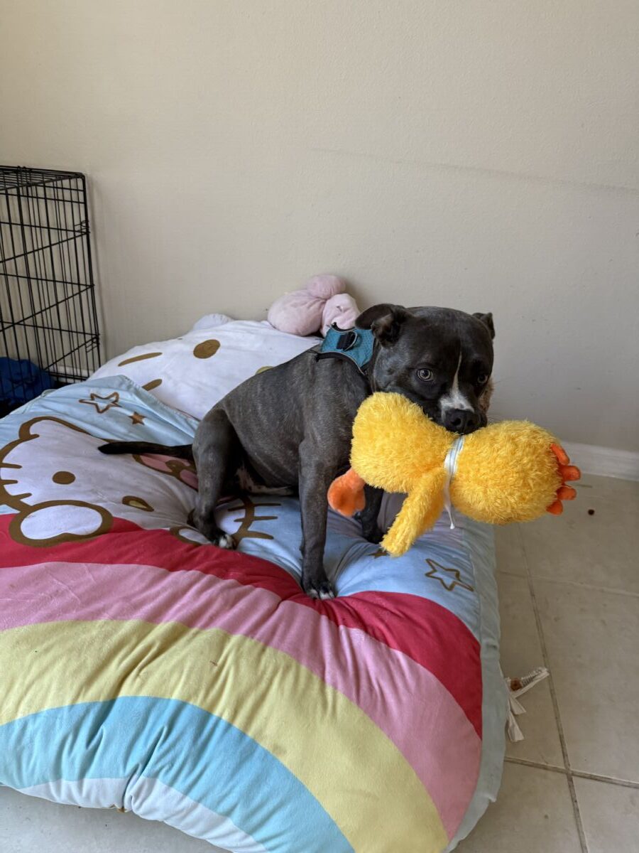 4916a66IMG_015369a2e84933e1b