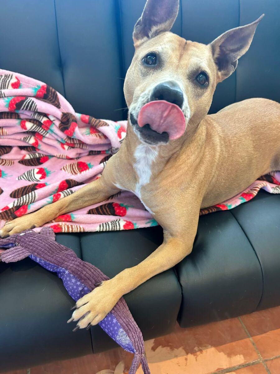 4a5ee5a8302668d18dddaee7676b7fde