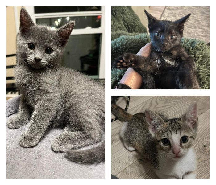 Kittens in Foster Care Gallery