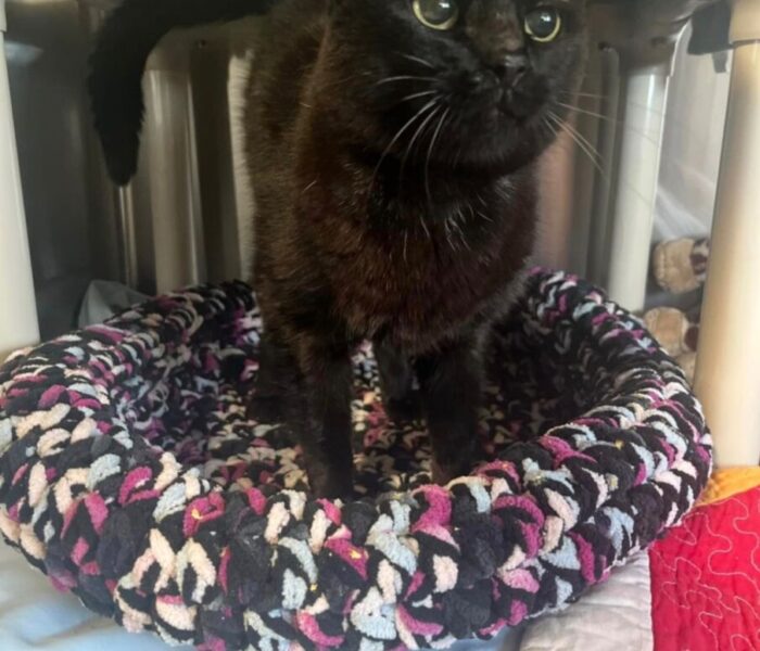 Screenshot_15-3-2026_13153_us01d.sheltermanager.com