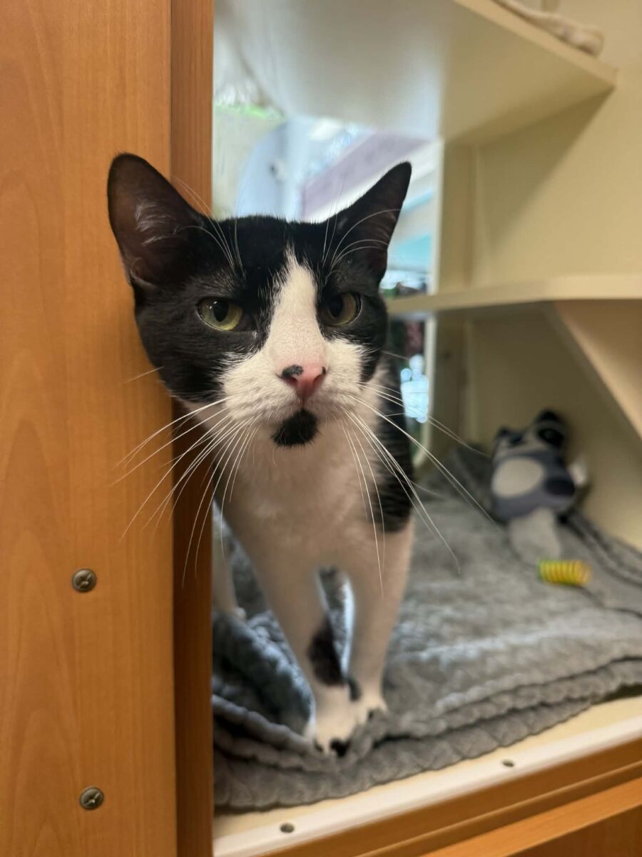 att.E4eU6s8q6RNYI2E_NVJiMEWCj_srCJQJJxM9K1WX8Gs