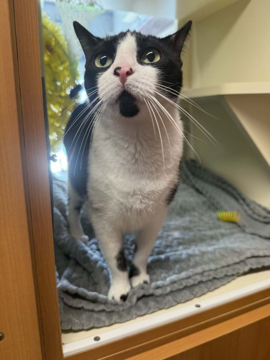 att.QhF5SywSGVe5d3pCeOs6AP4qiIAISva2MBZ51OPhBmY