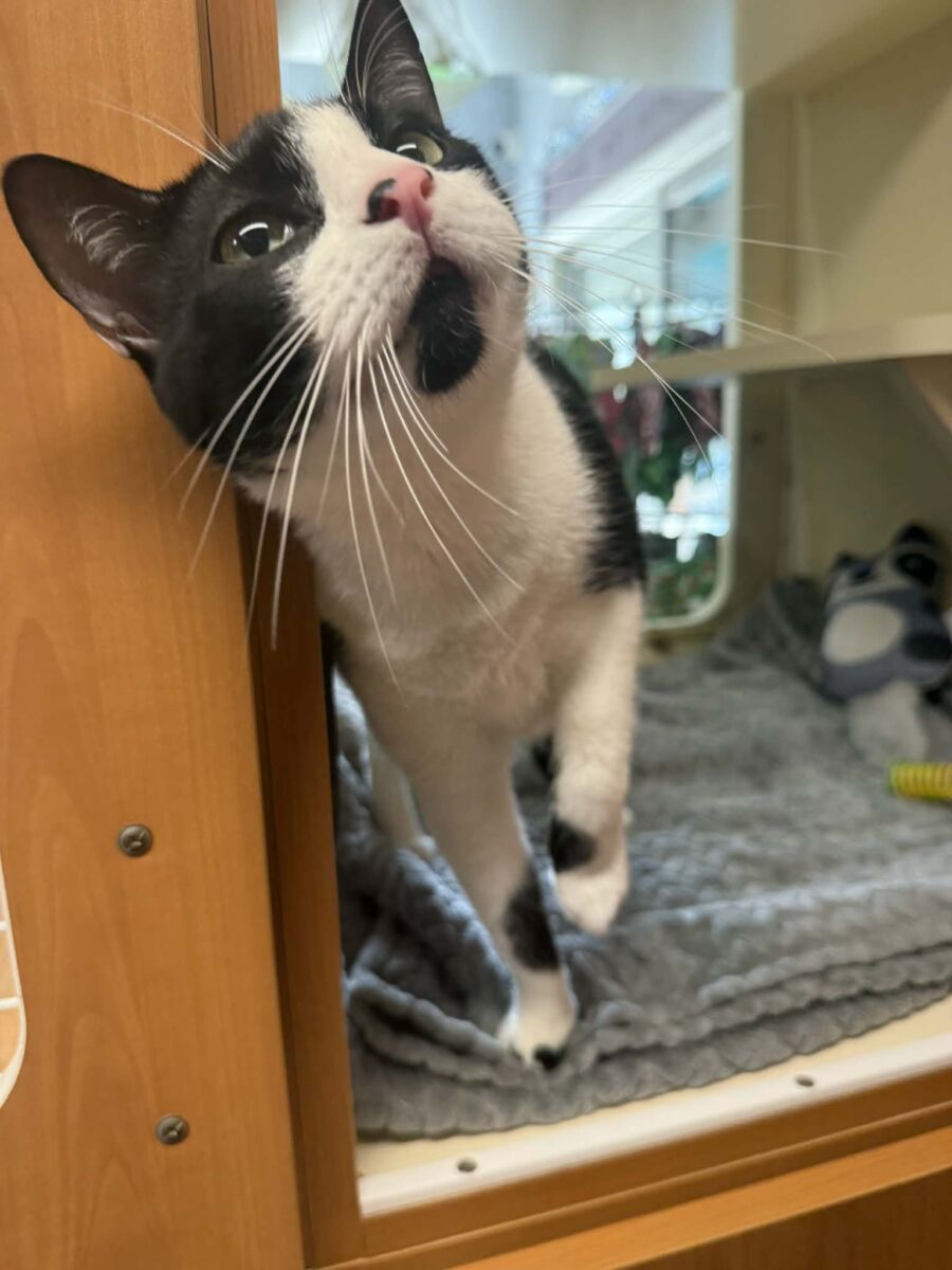 att.xkWOFyN3WDNzia3UhAVaEHwp7YmwqOPAeDeu4ymc1Xc