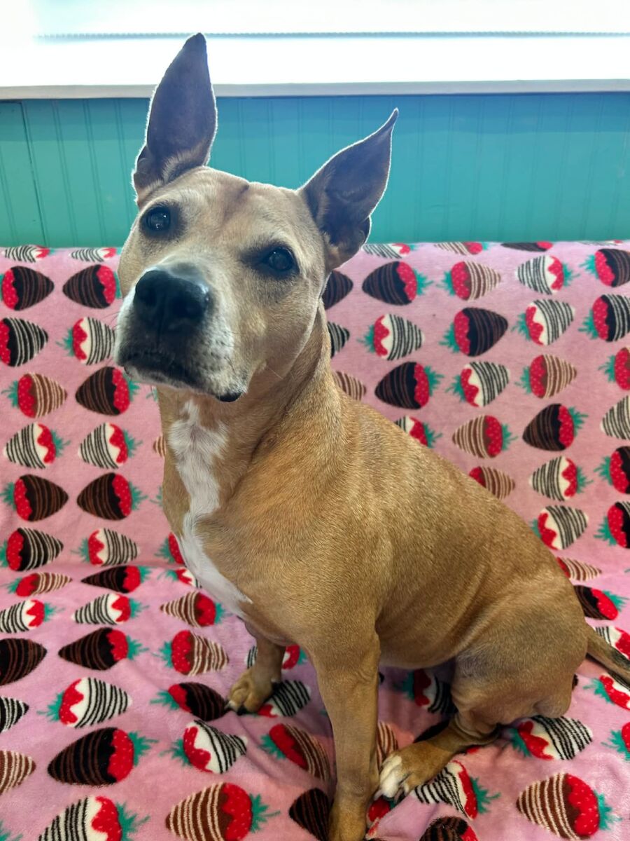 ed1ae41b661769a8219fa92acd3bcc11