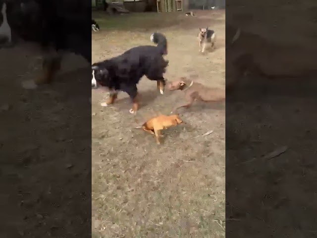 Gatsby playing with the big dogs! 🐶❤️